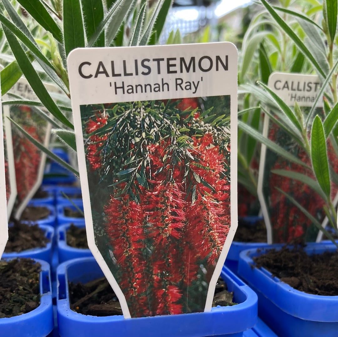 Callistemon ‘Hannah Ray’ 7cm