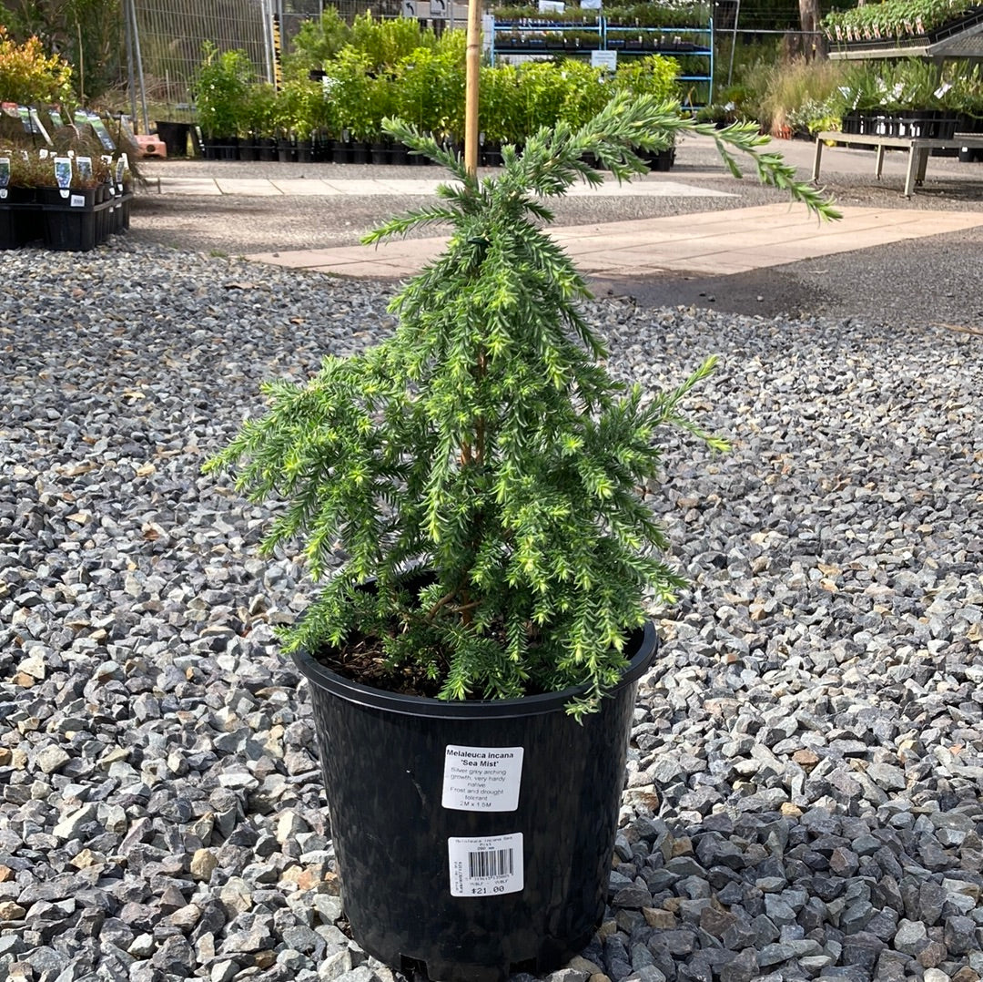 Melaleuca Incana Sea Mist Yarra View Garden Centre Mount Evelyn