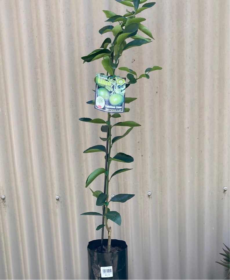 Lime Tahitian Grafted Dwarf 5L