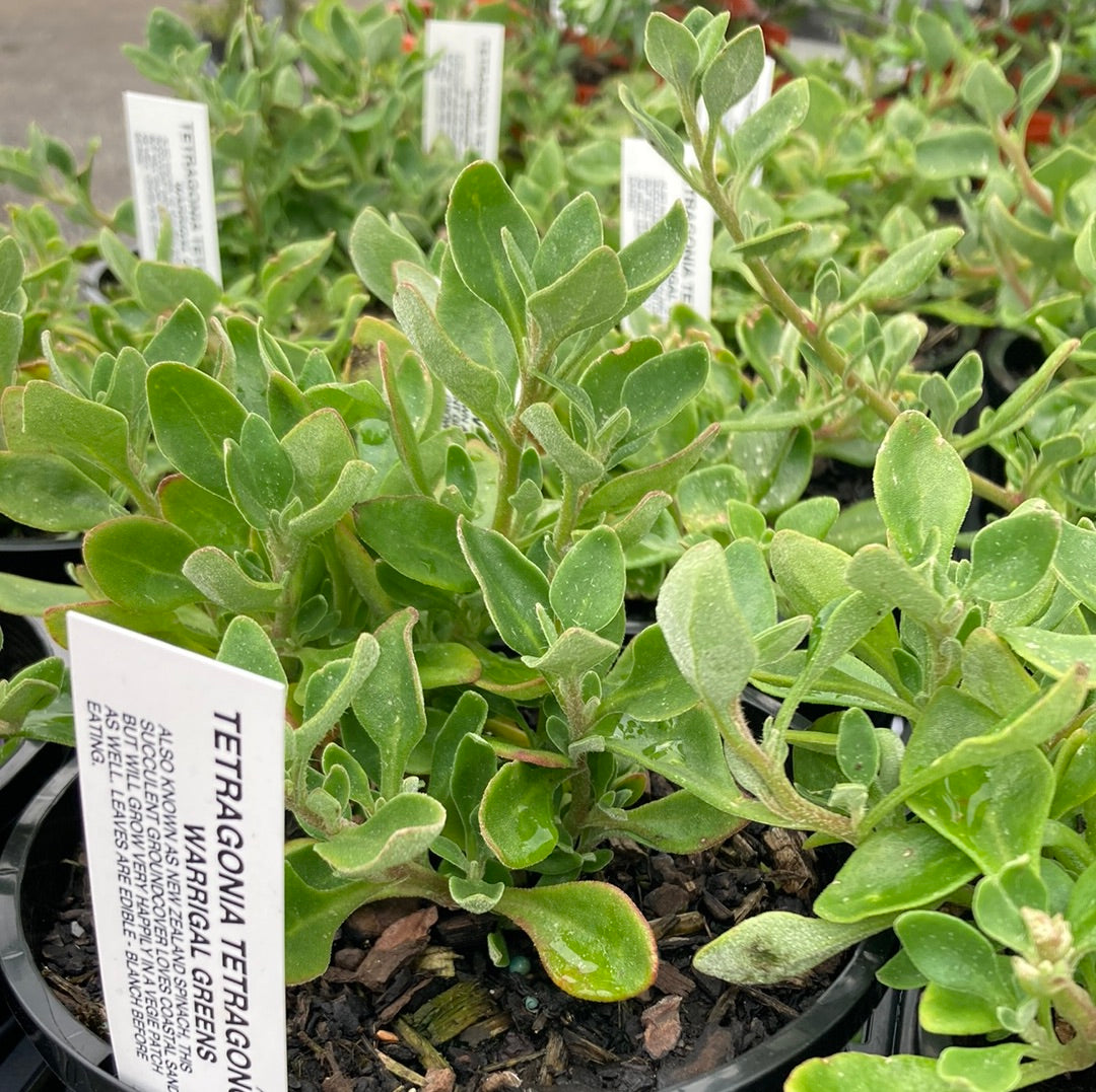 Tetragonia tetragonoides 'Warrigal greens' 14cm Seconds