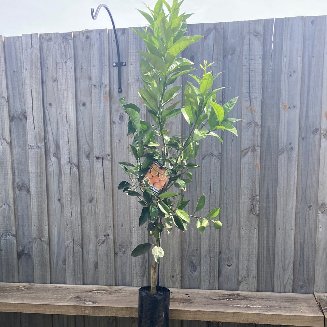 Orange Washington Navel Grafted 5L