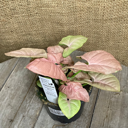 Syngonium Neon 12cm