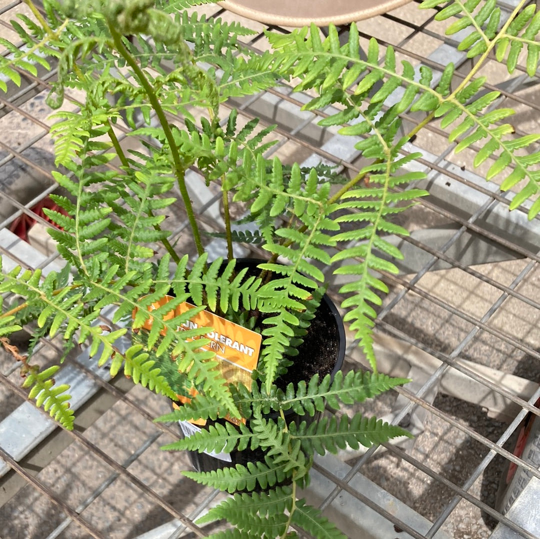 Cyathea australis 14cm