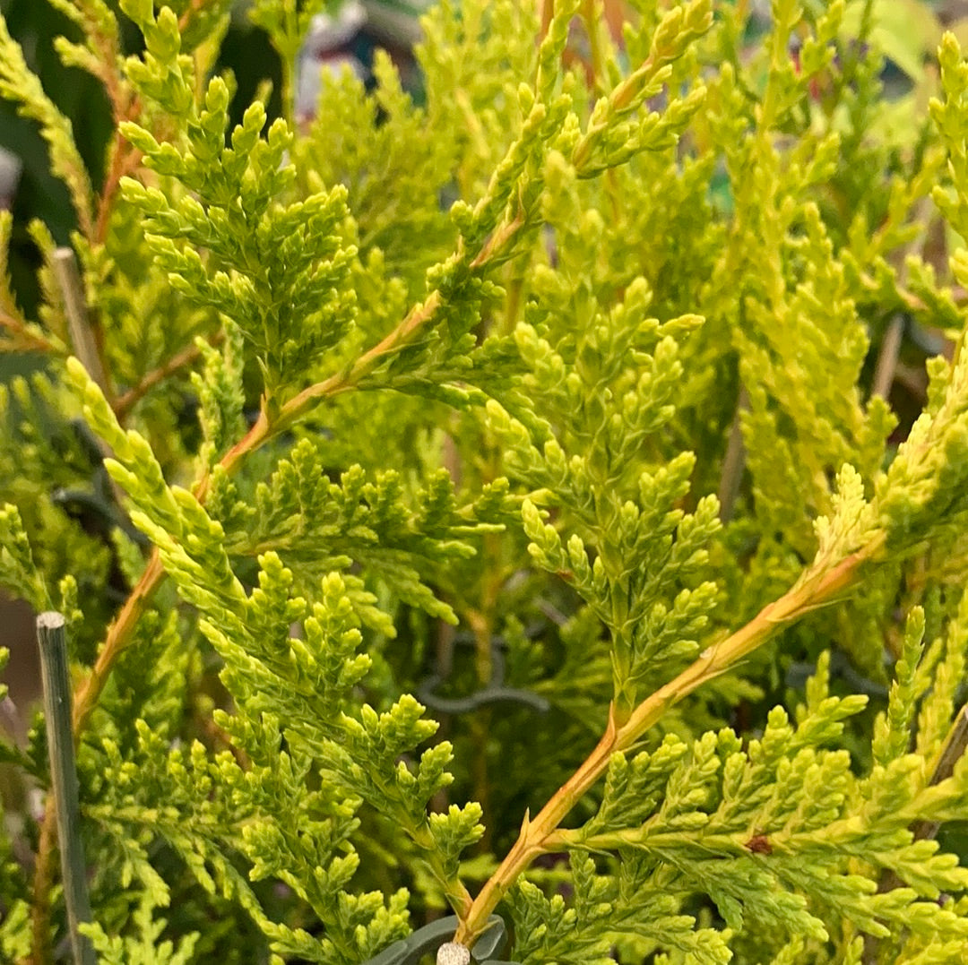 Cupresso Cyperus Leylandii ‘Castlewellan Gold’ 7cm