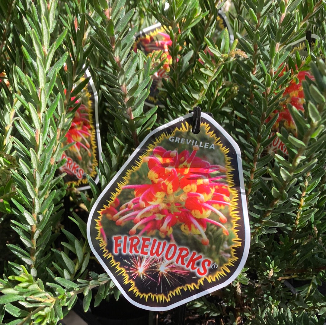 Grevillea hybrid 'Fireworks' 14cm