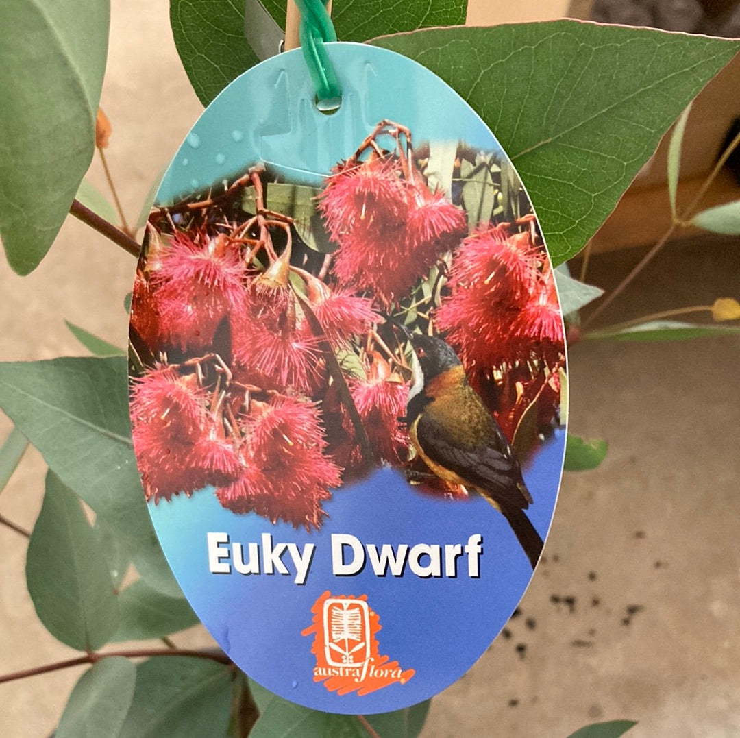 Eucalyptus leucoxylon 'Euky Dwarf' 20cm