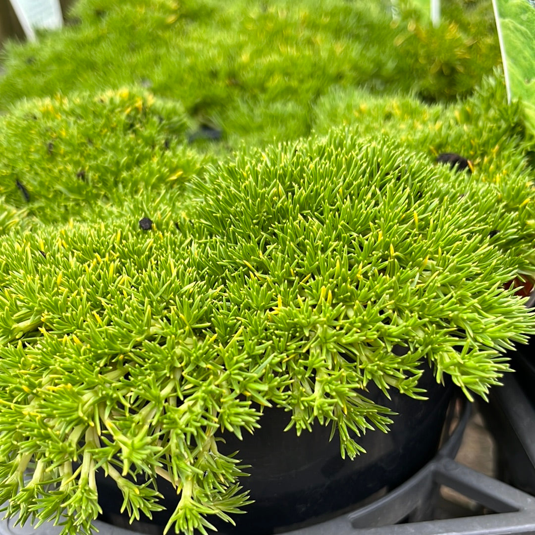 Scleranthus biflorus 'Lime Lava' 14cm