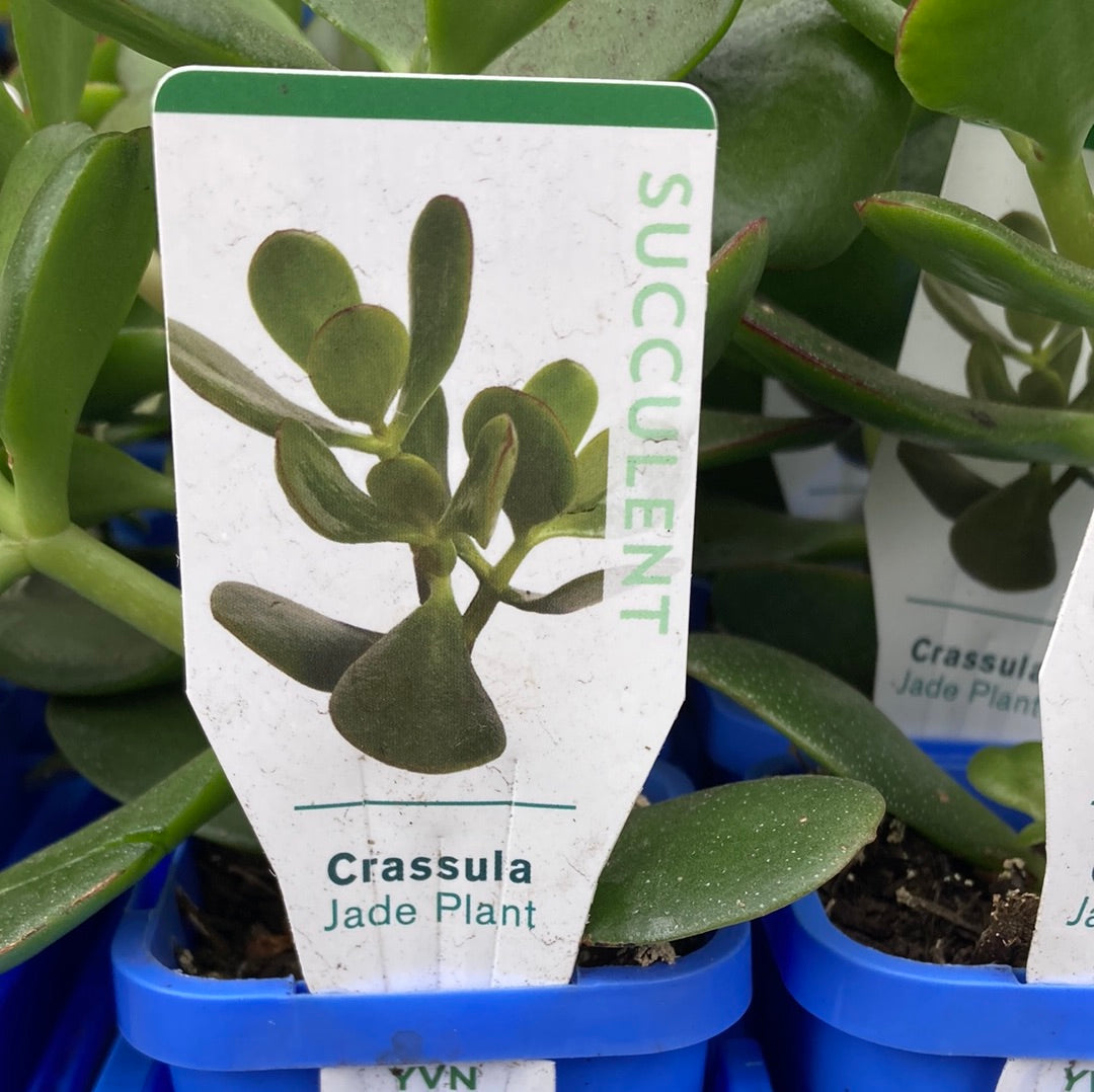 Crassula ovata ‘Jade Plant’ 7cm