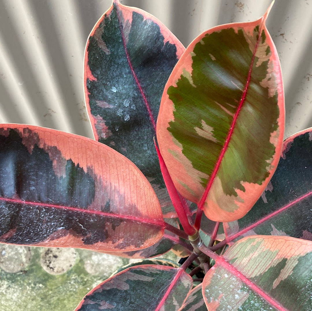 Ficus elastica 'Ruby' 20cm
