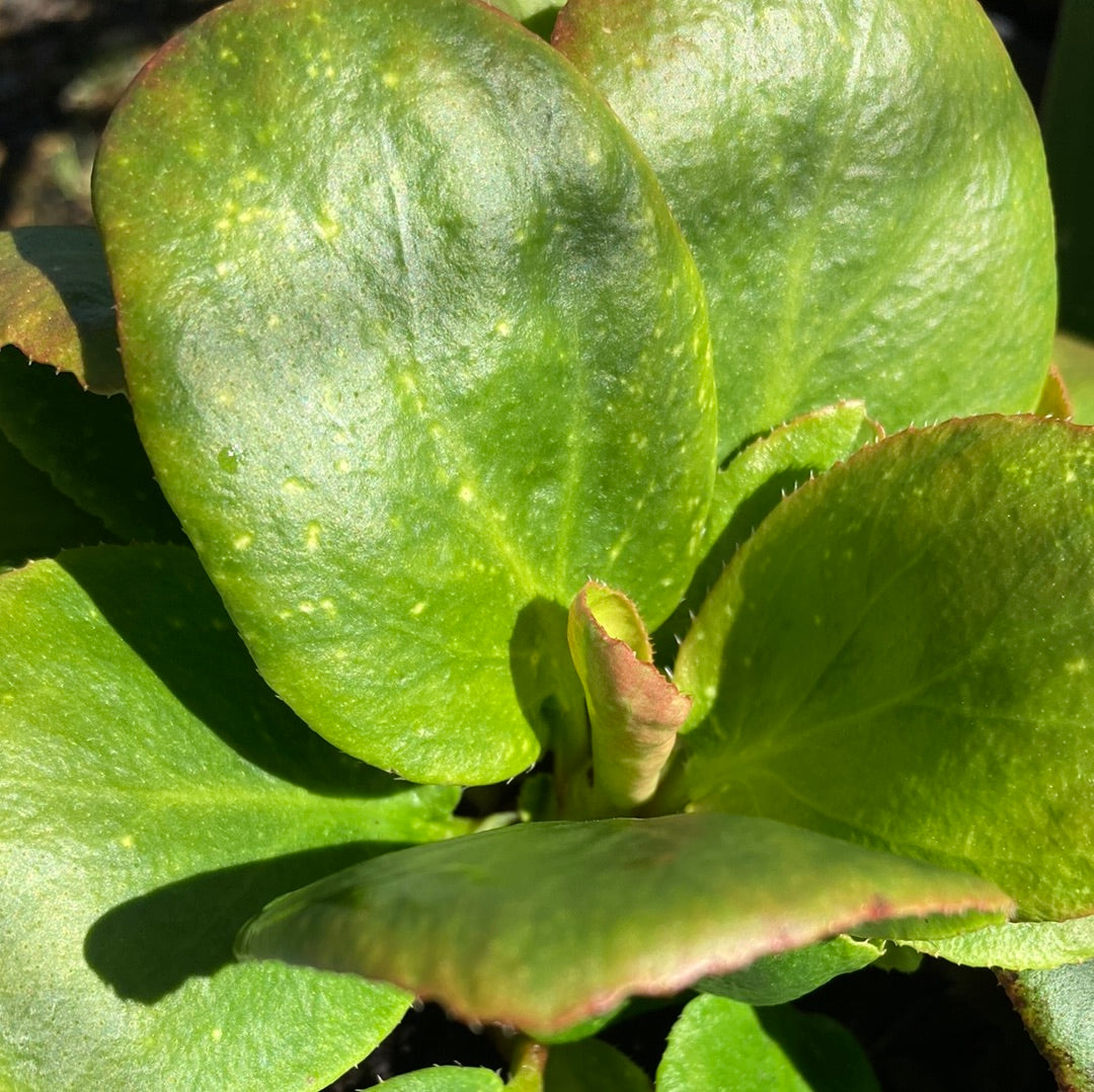 Bergenia cordifolia ‘Bressingham White’ 14cm
