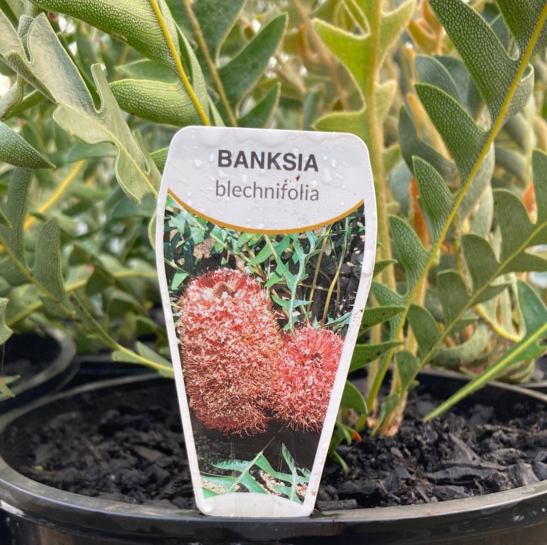 Banksia blechnifolia 20cm Seconds