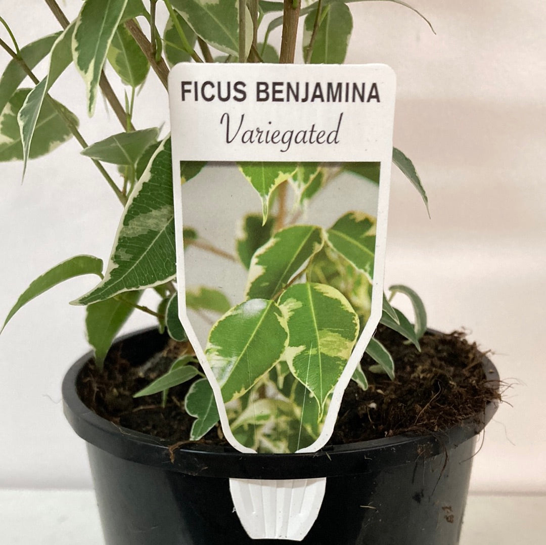 Ficus Benjamina Variegated Yarra View Garden Centre Mount Evelyn