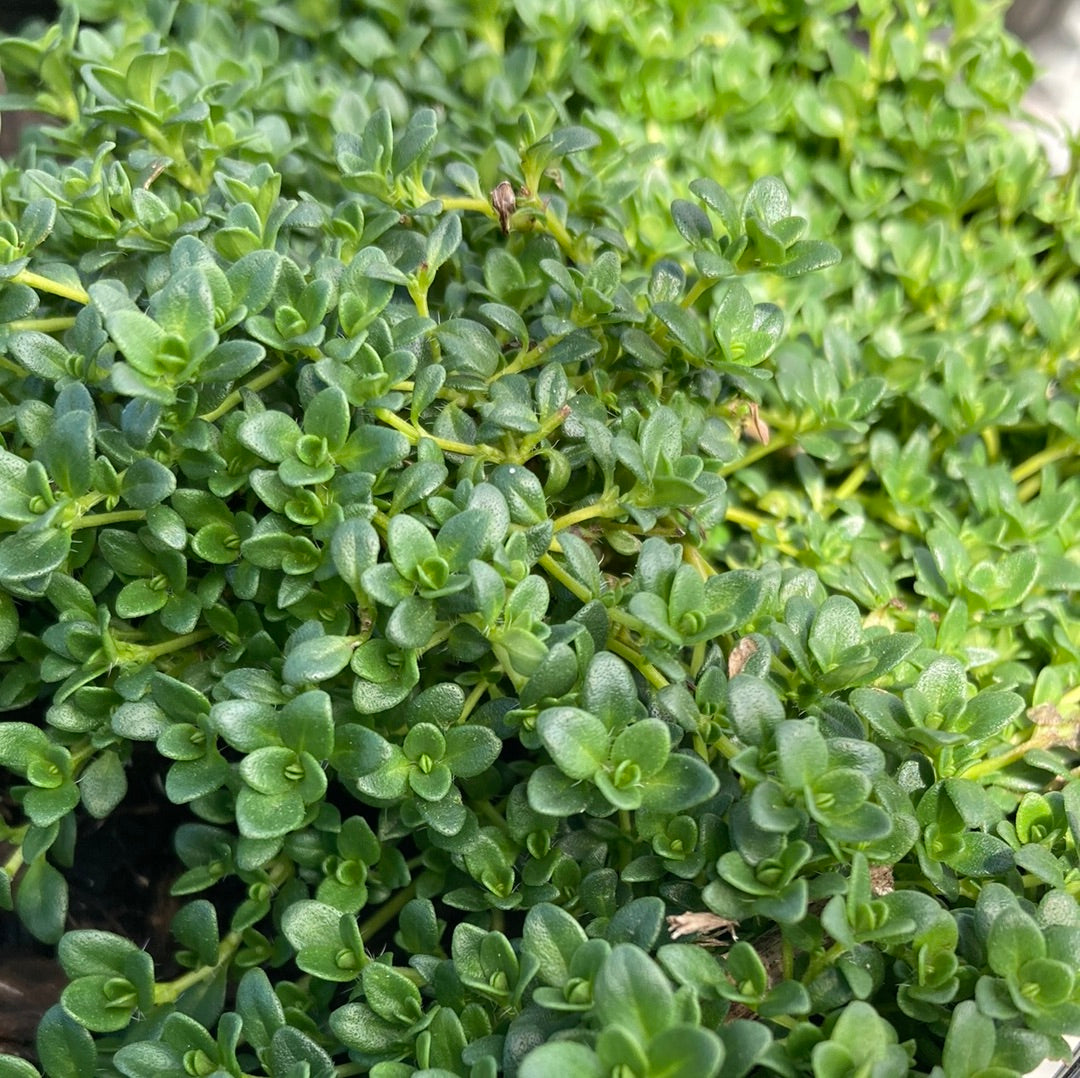 Thyme 'White Creeping' 14cm