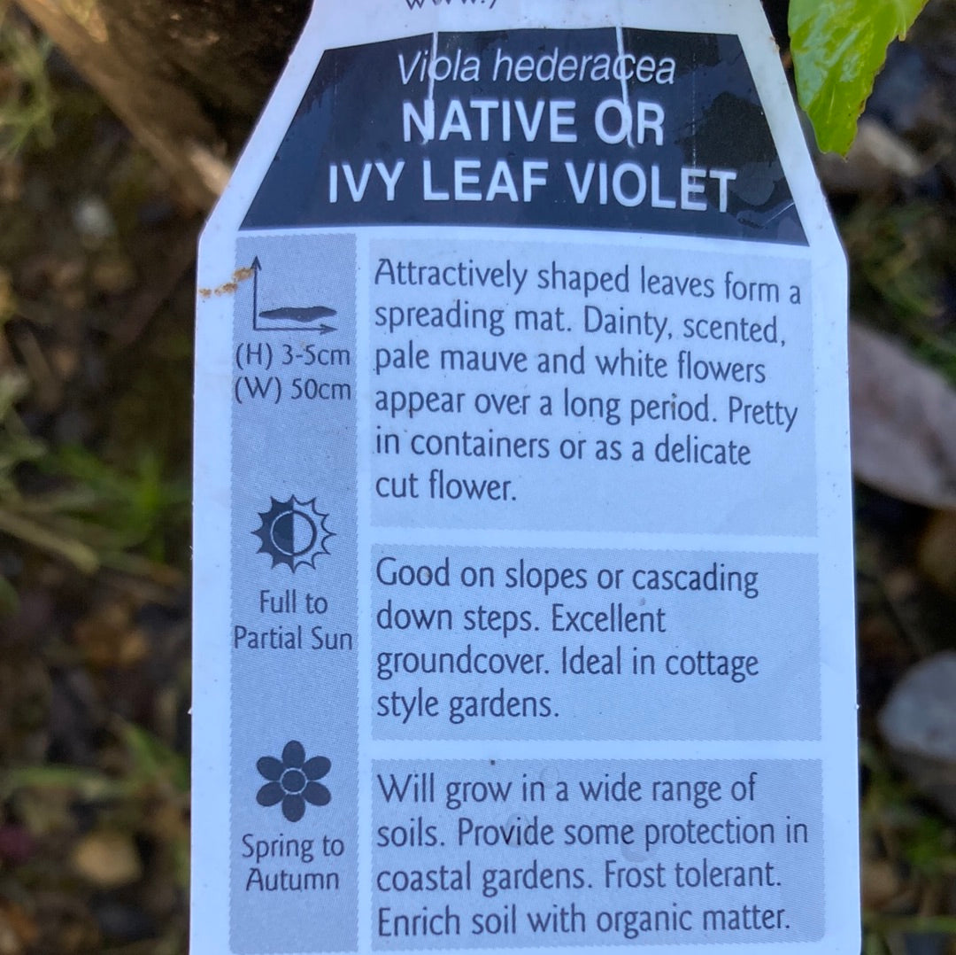 Viola hederacea ‘Native Violet’ 14cm