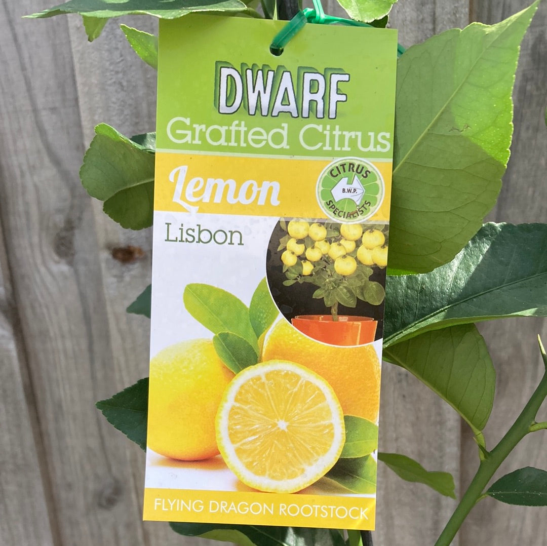 Lemon Lisbon Grafted Dwarf 5L