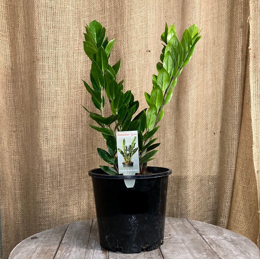 Zamioculcas zamiifolia Zanzibar Gem 20cm