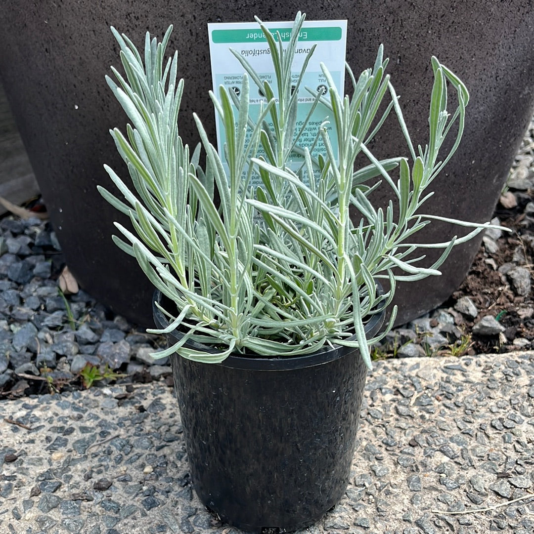 Lavender English 14cm