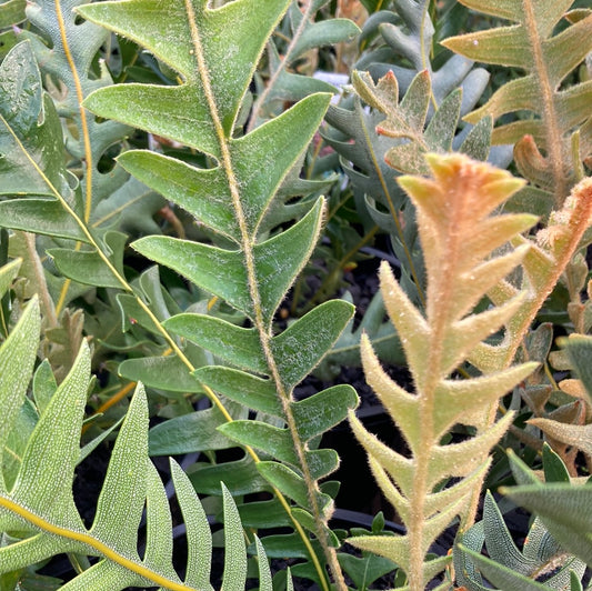 Banksia blechnifolia 20cm Seconds