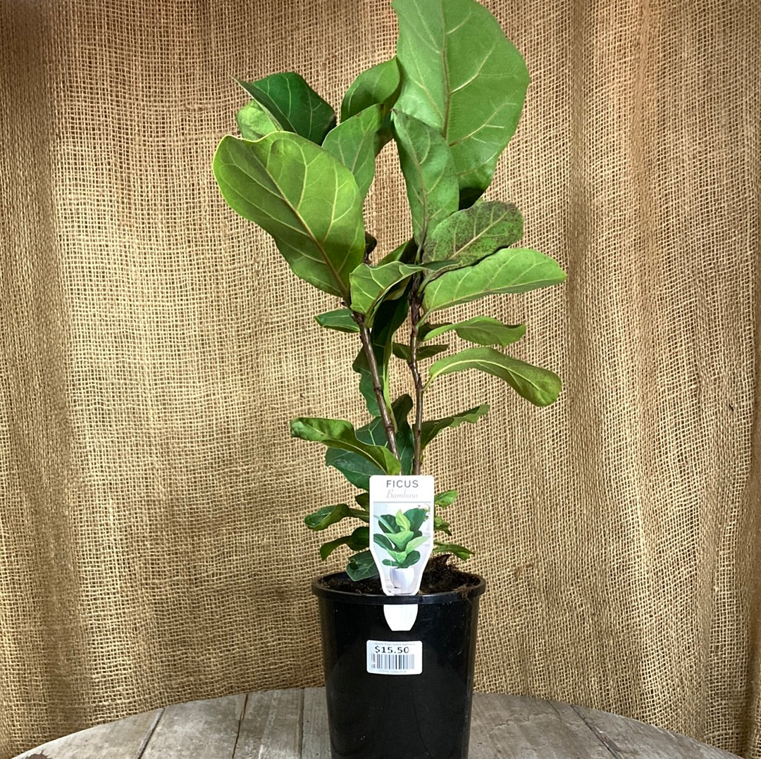 Ficus Bambino Yarra View Garden Centre Mount Evelyn