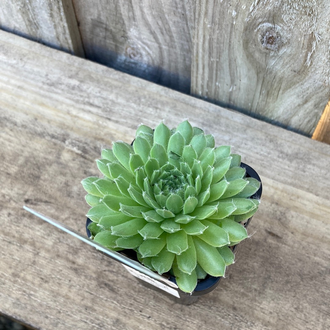 Sempervivum green 7cm