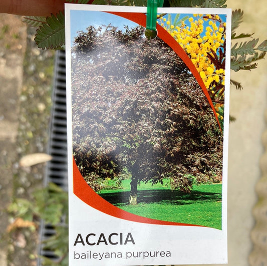 Acacia baileyana purpurea 'Purple Cootamundra Wattle' 25cm