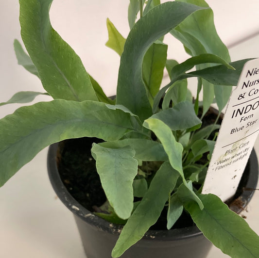 Blue Star Fern Yarra View Garden Centre Mount Evelyn