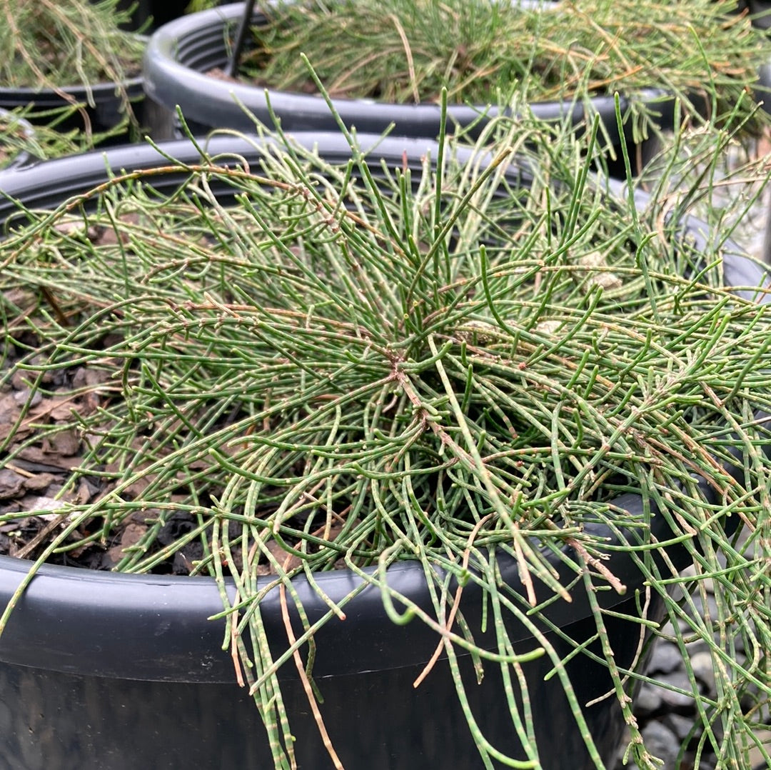 Casuarina Cousin It Yarra View Garden Centre Mount Evelyn