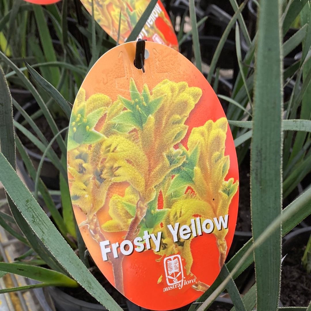 Anigozanthos 'Frosty Yellow' 14cm Seconds