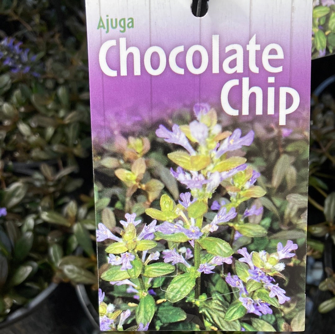 Ajuga reptans 'Chocolate Chip' 14cm