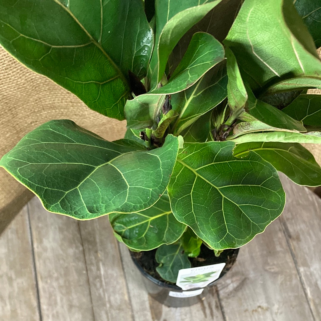 Ficus Bambino Yarra View Garden Centre Mount Evelyn