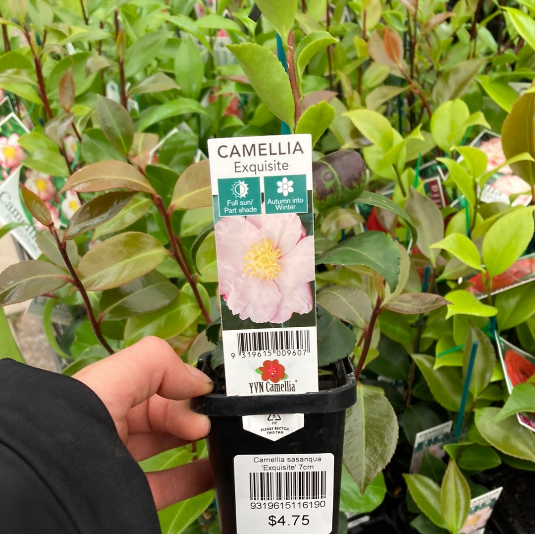 Camellia sasanqua 'Exquisite' 7cm