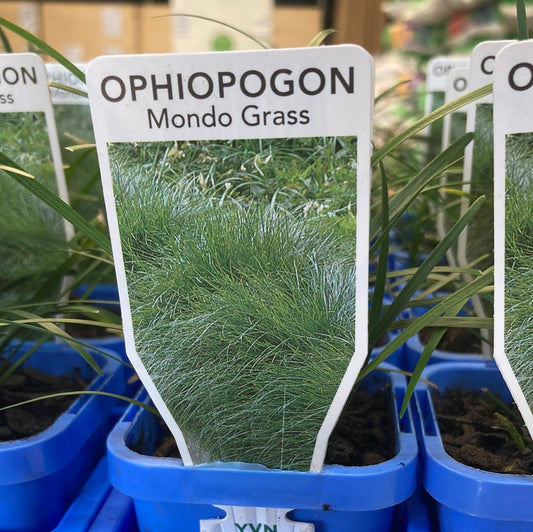 Ophiopogon japonicus ‘Mondo Grass’ 7cm