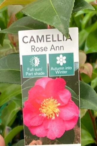 Camellia sasanqua 'Rose Ann' 7cm