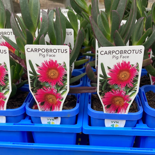 Carpobrotus rossii 'Native Pig Face' 7cm