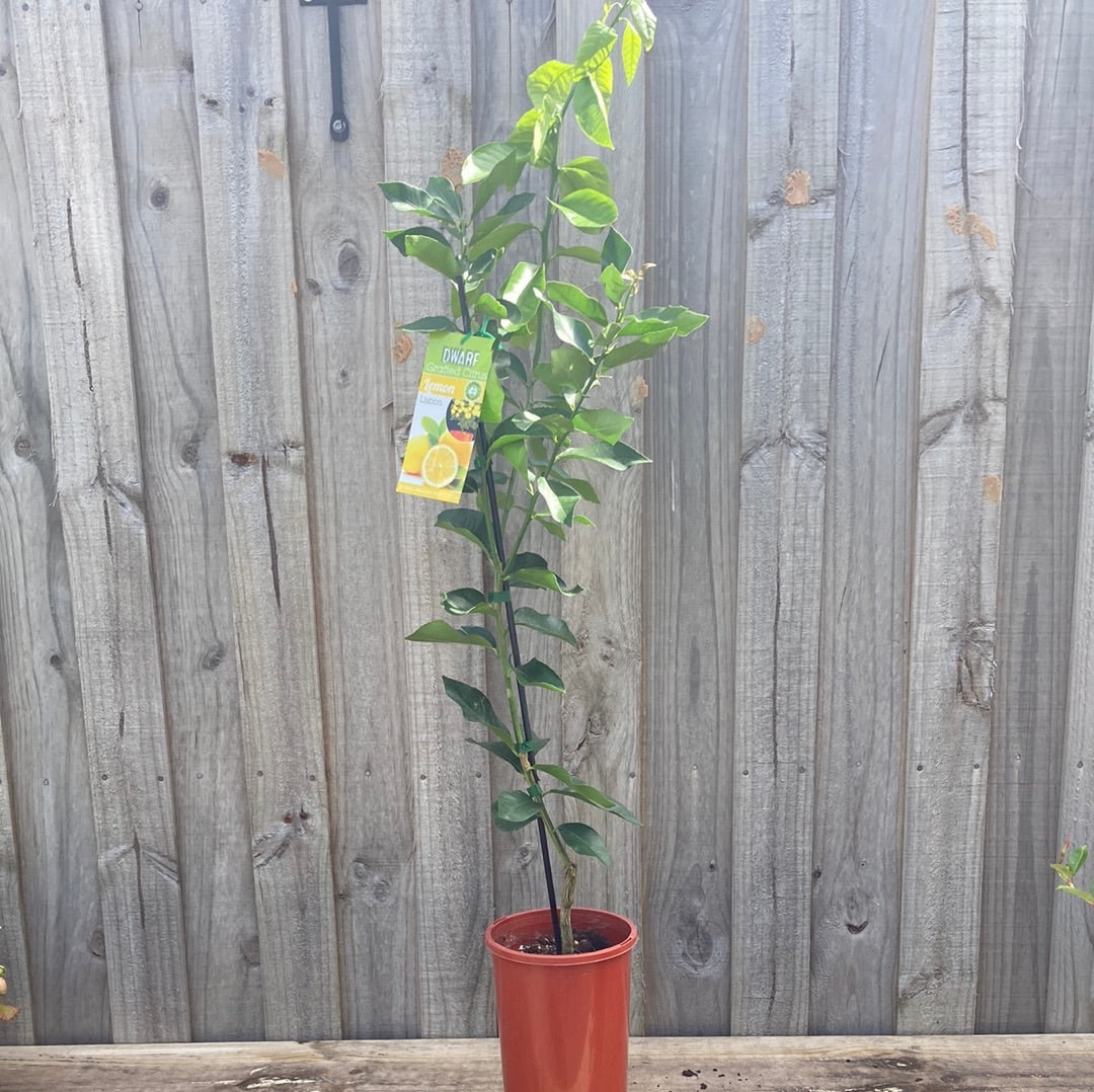 Lemon Lisbon Grafted Dwarf 5L