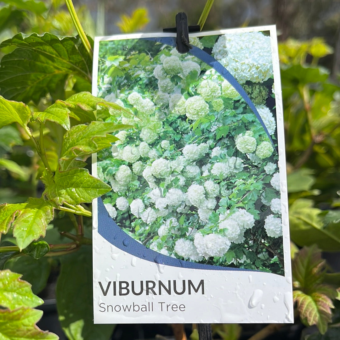 Viburnum Snowball Tree Yarra View Garden Centre Mount Evelyn