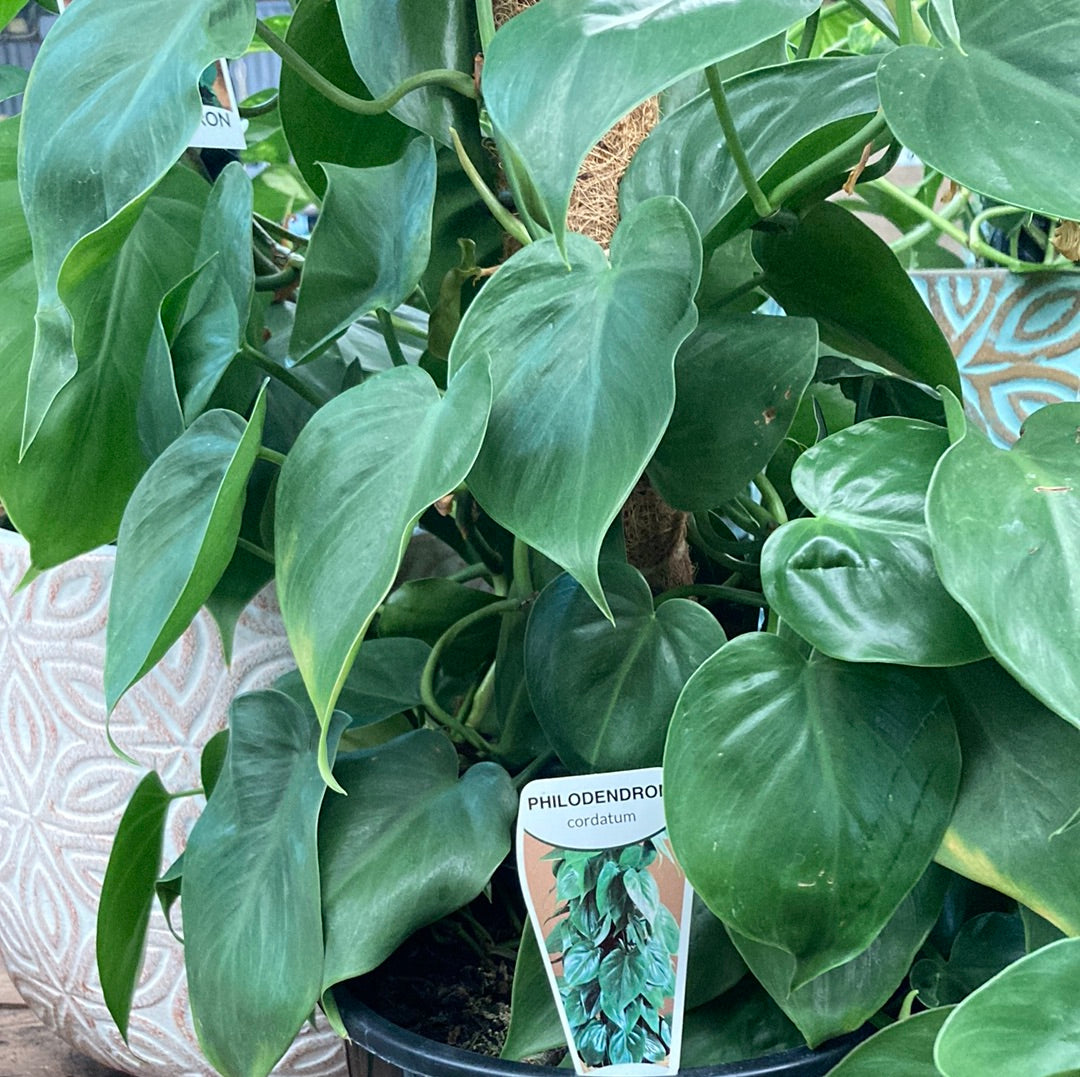 Philodendron cordatum 'Heartleaf' Hanging Basket 20cm