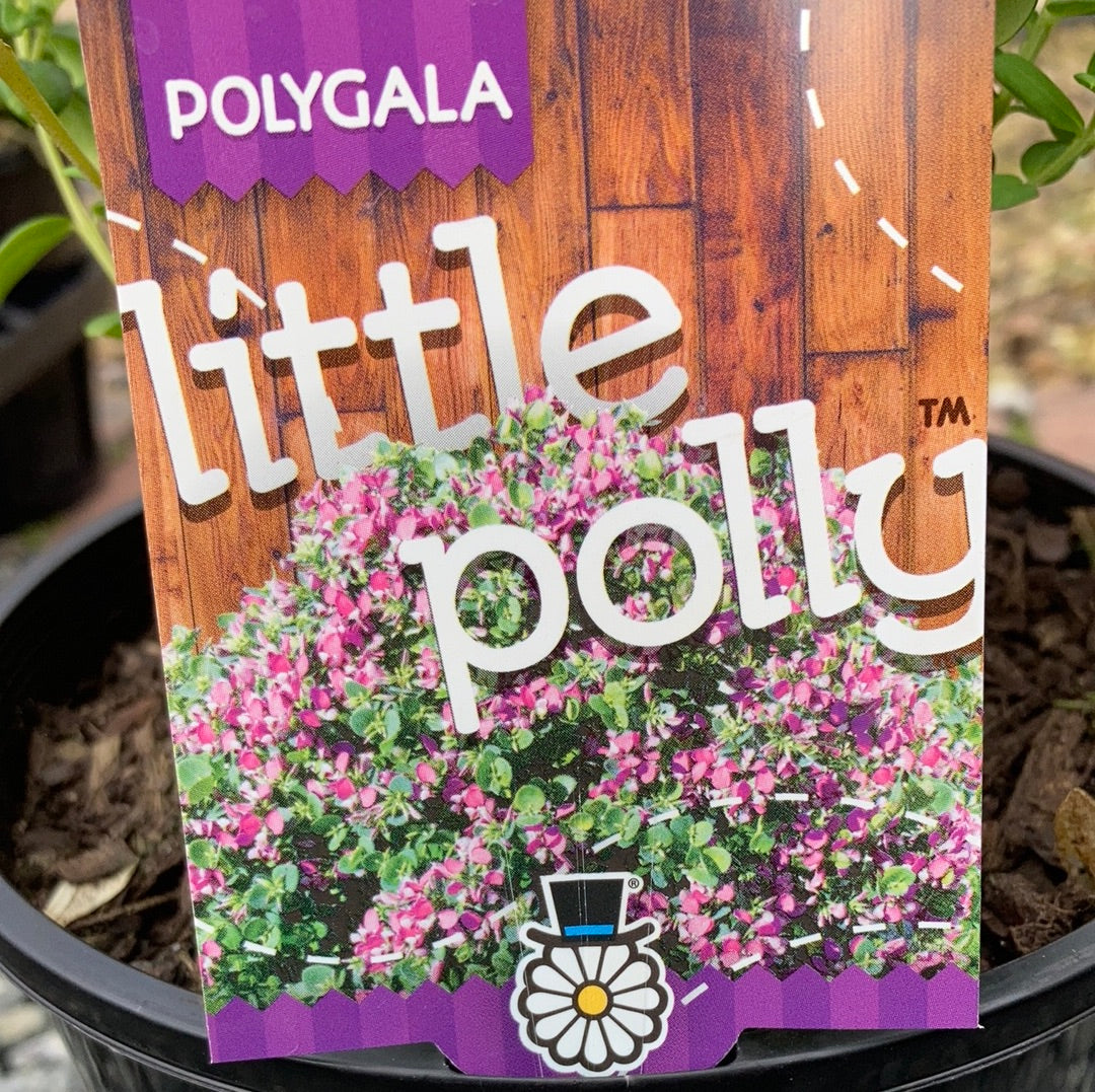 Polygala ‘Little Polly’ 14cm