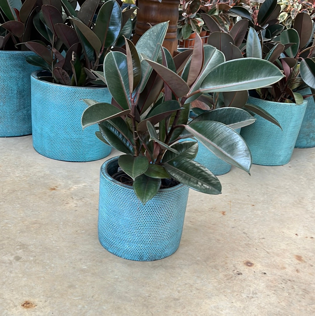 Ficus elastica 'Burgundy' 20cm