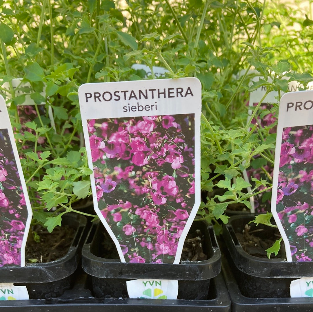 Prostanthera sieberi 'Mint Bush' 7cm
