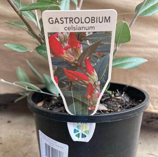 Gastrolobium celsianum 'Swan River Pea' 14cm