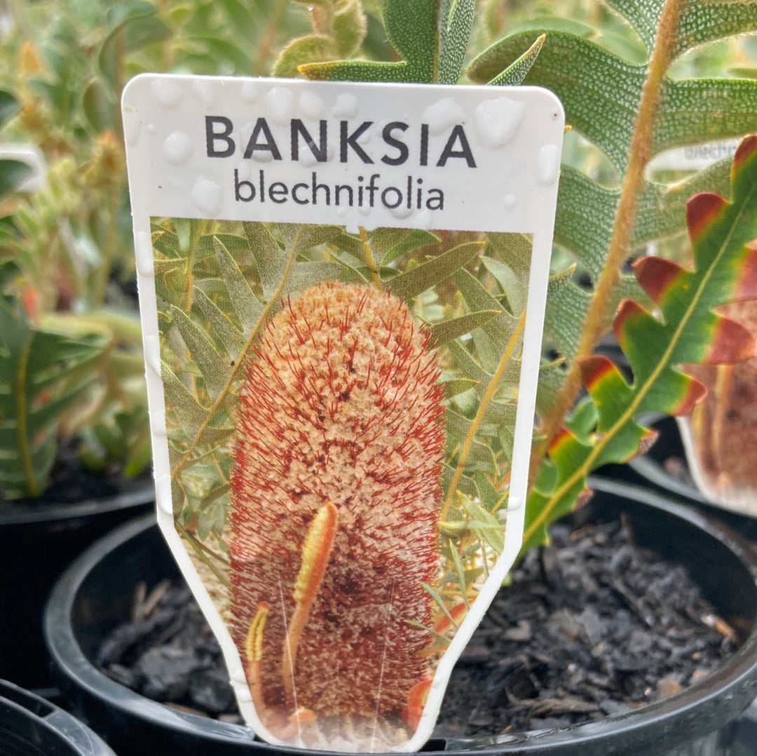 Banksia blechnifolia 14cm