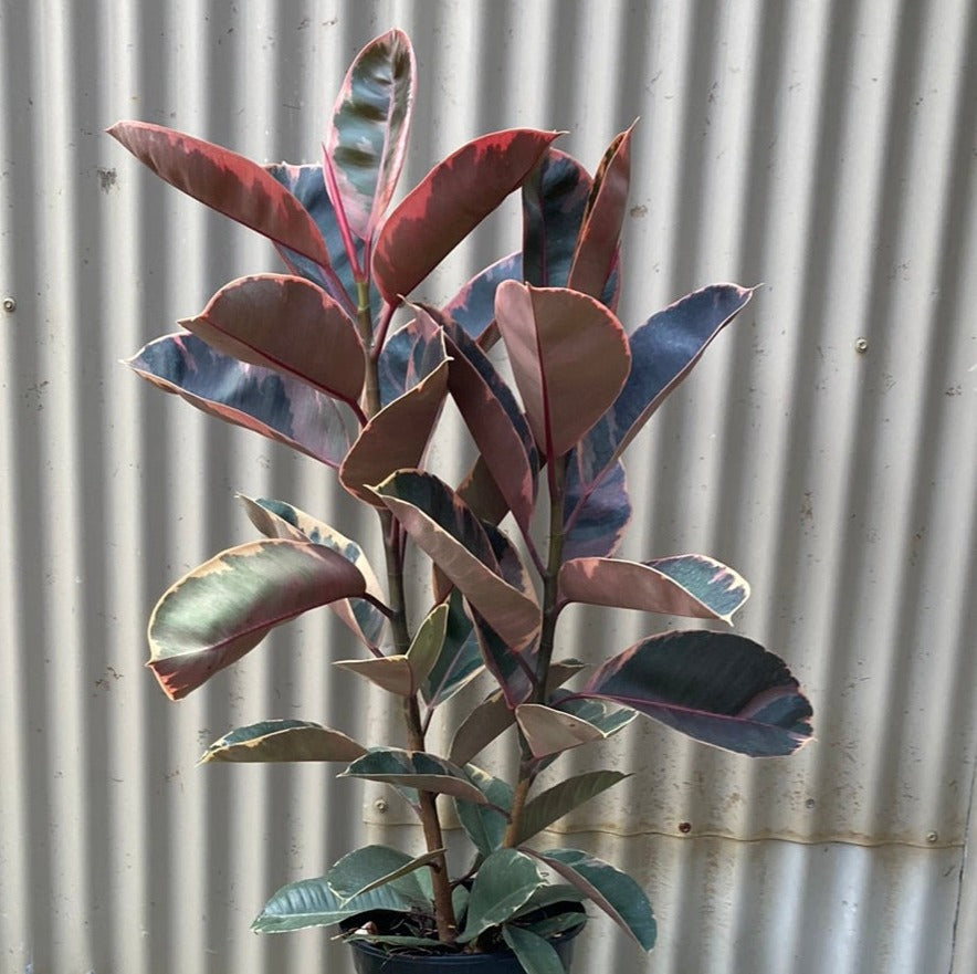 Ficus elastica 'Ruby' 20cm