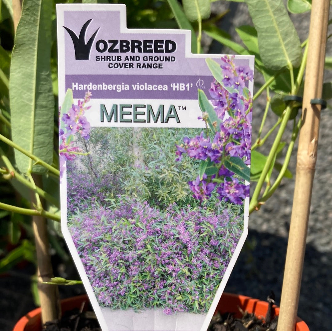 Hardenbergia violacea 'HB1' Meema 20cm Clearance