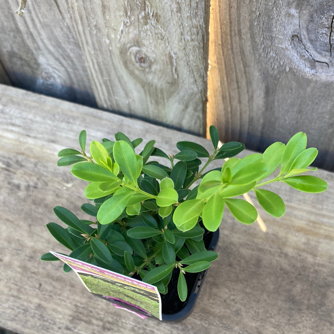Buxus 'Korean Box' 7cm