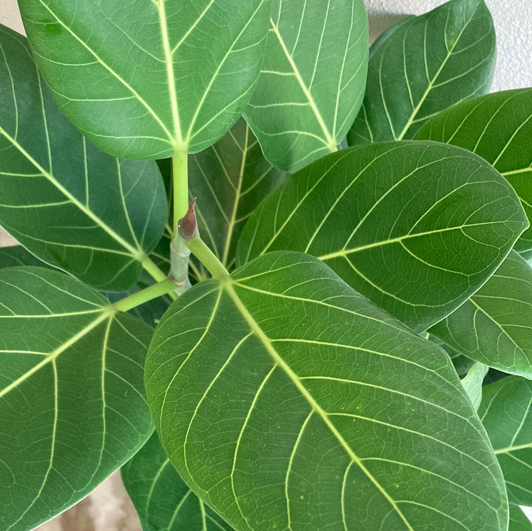 Ficus benghalensis Audrey 25cm