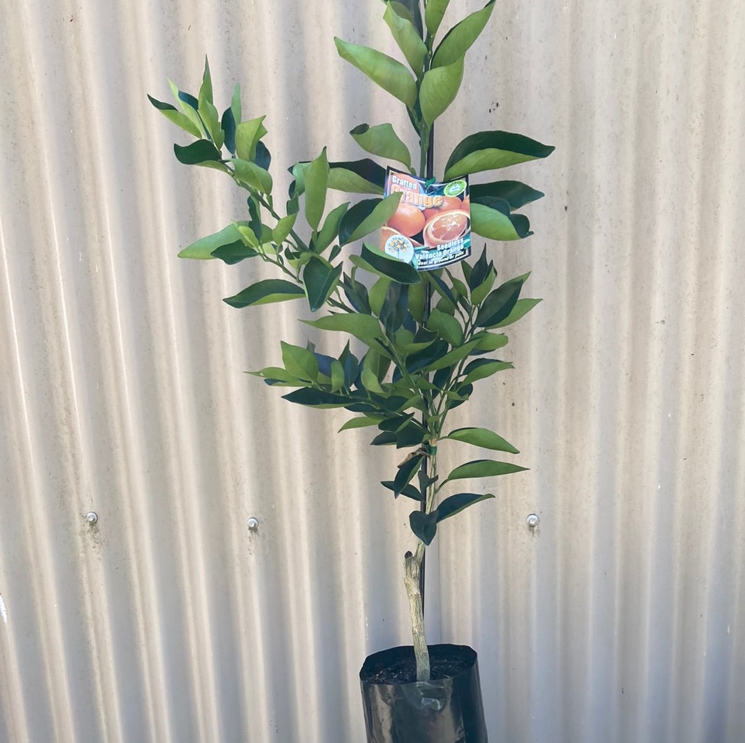 Orange 'Valencia Seedless' Grafted 5L