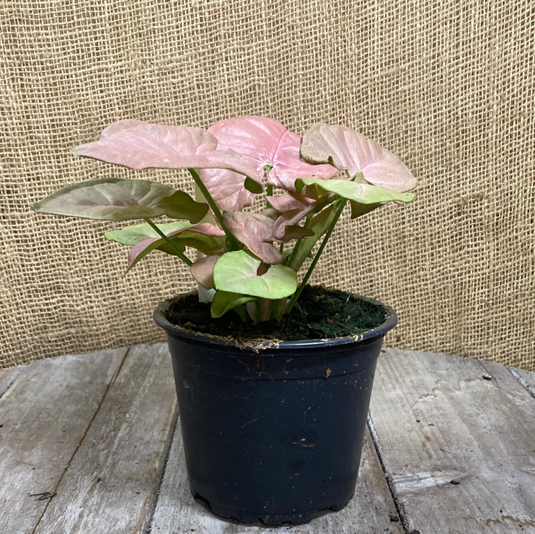 Syngonium Neon 12cm