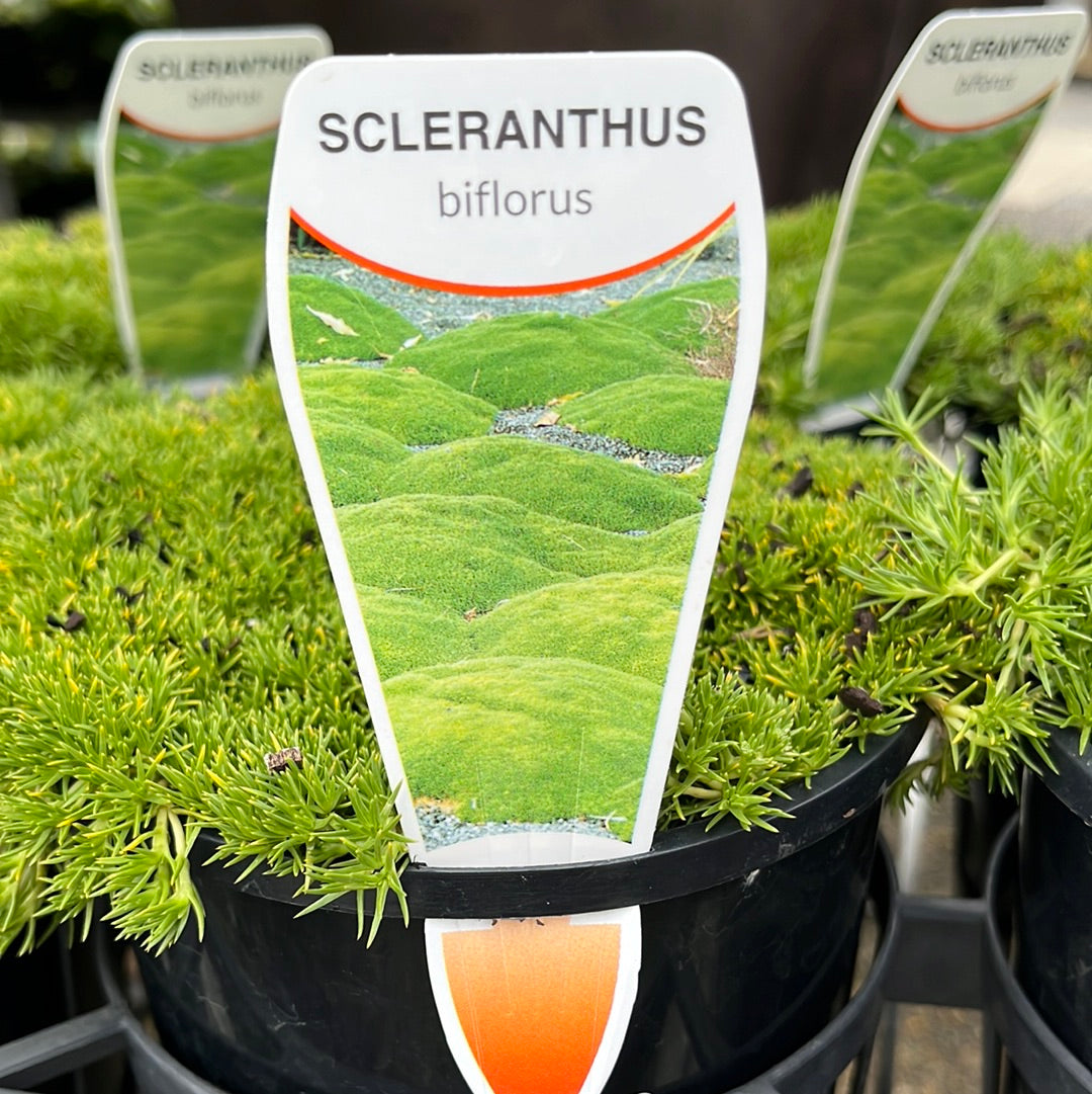 Scleranthus biflorus 'Lime Lava' 14cm