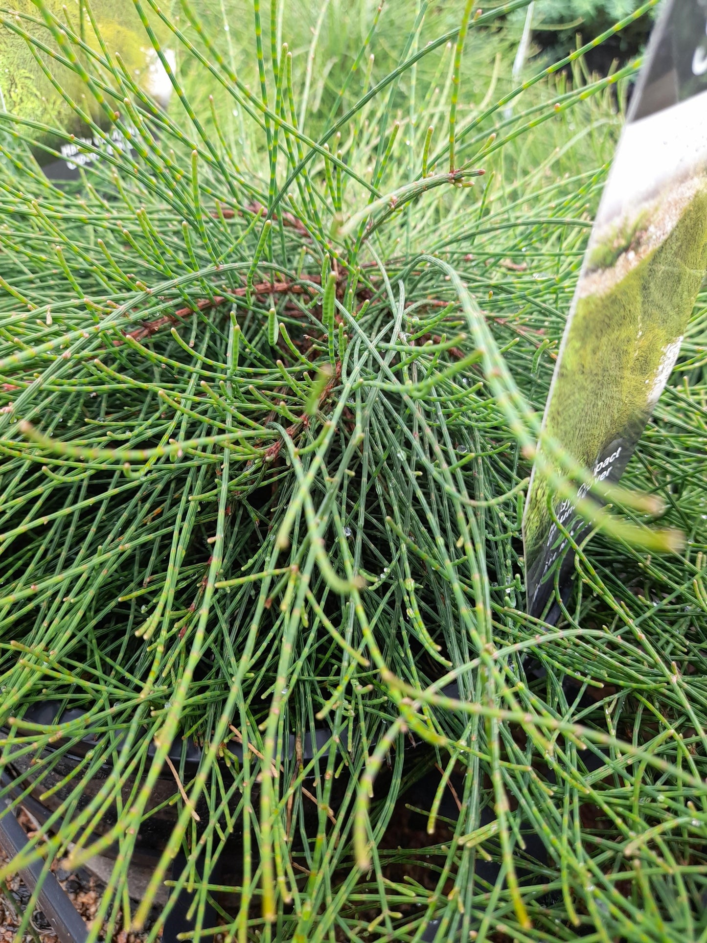 Casuarina glauca prostrate 'Shagpile' 20cm